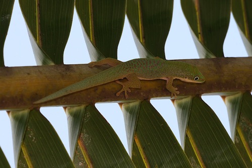 Dull Day Gecko For Sale, Baby Dull Day Gecko For Sale, Dull Day Gecko For Sale Near Me, Dull Day Gecko For Sale Cheap, Dull Day Gecko For Sale Uk, Dull Day Gecko For Sale Canada, Dull Day Gecko For Sale Usa, How Much Do Dull Day Gecko Cost?